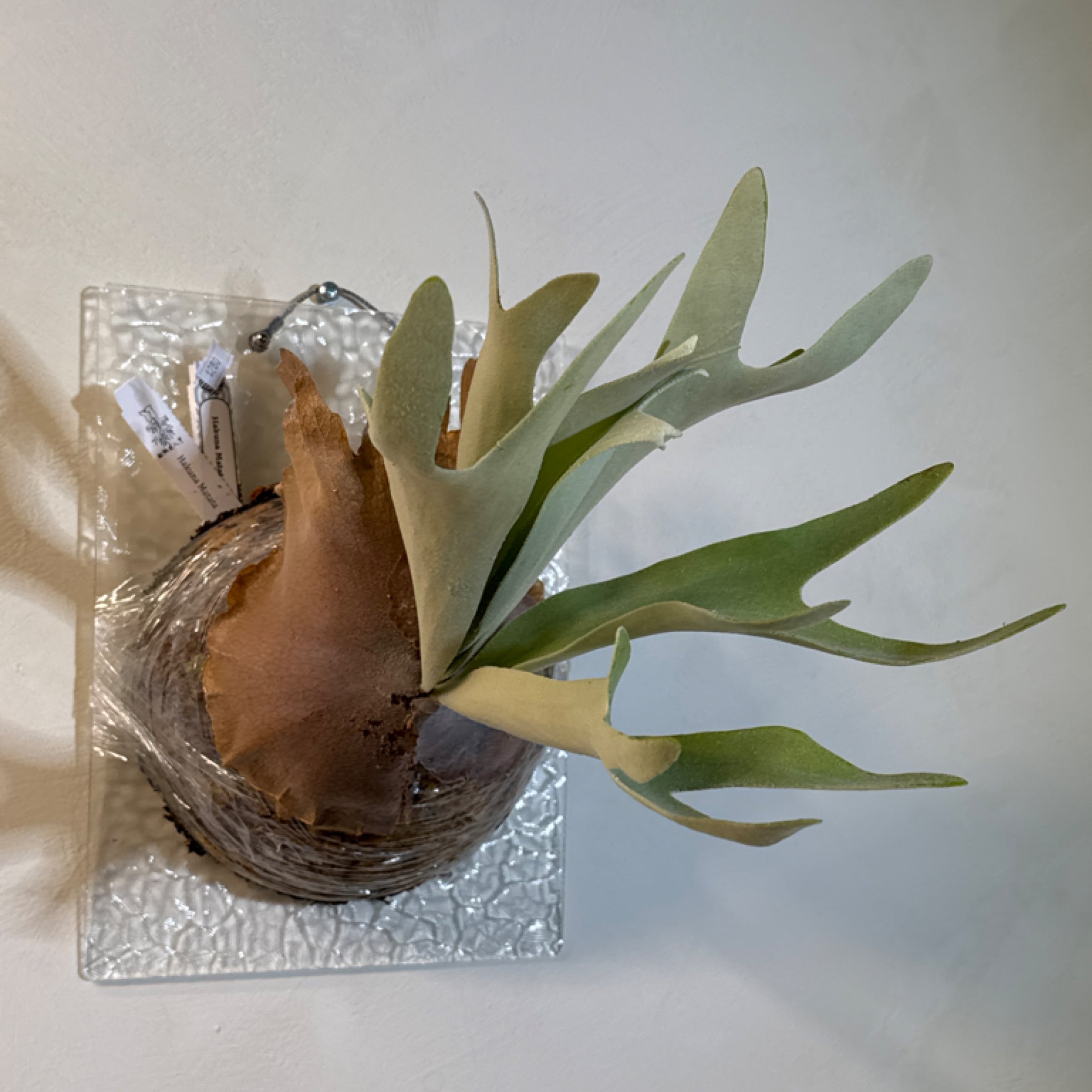 P. Willinckii cv Yellow Moon (in pot) | Green Dot Plant