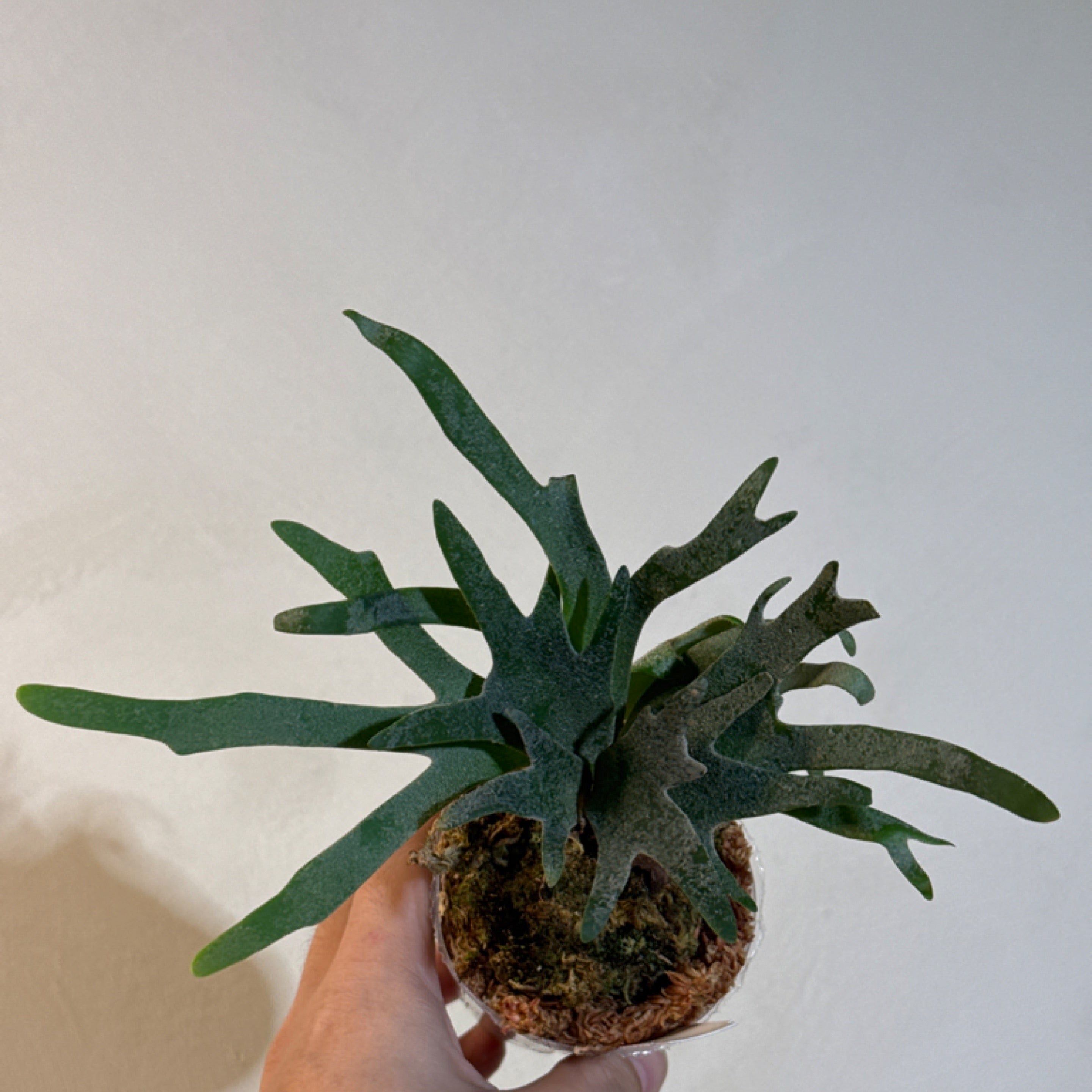 P. Willinckii Dwarf 'Bacteria' | Green Dot Plant