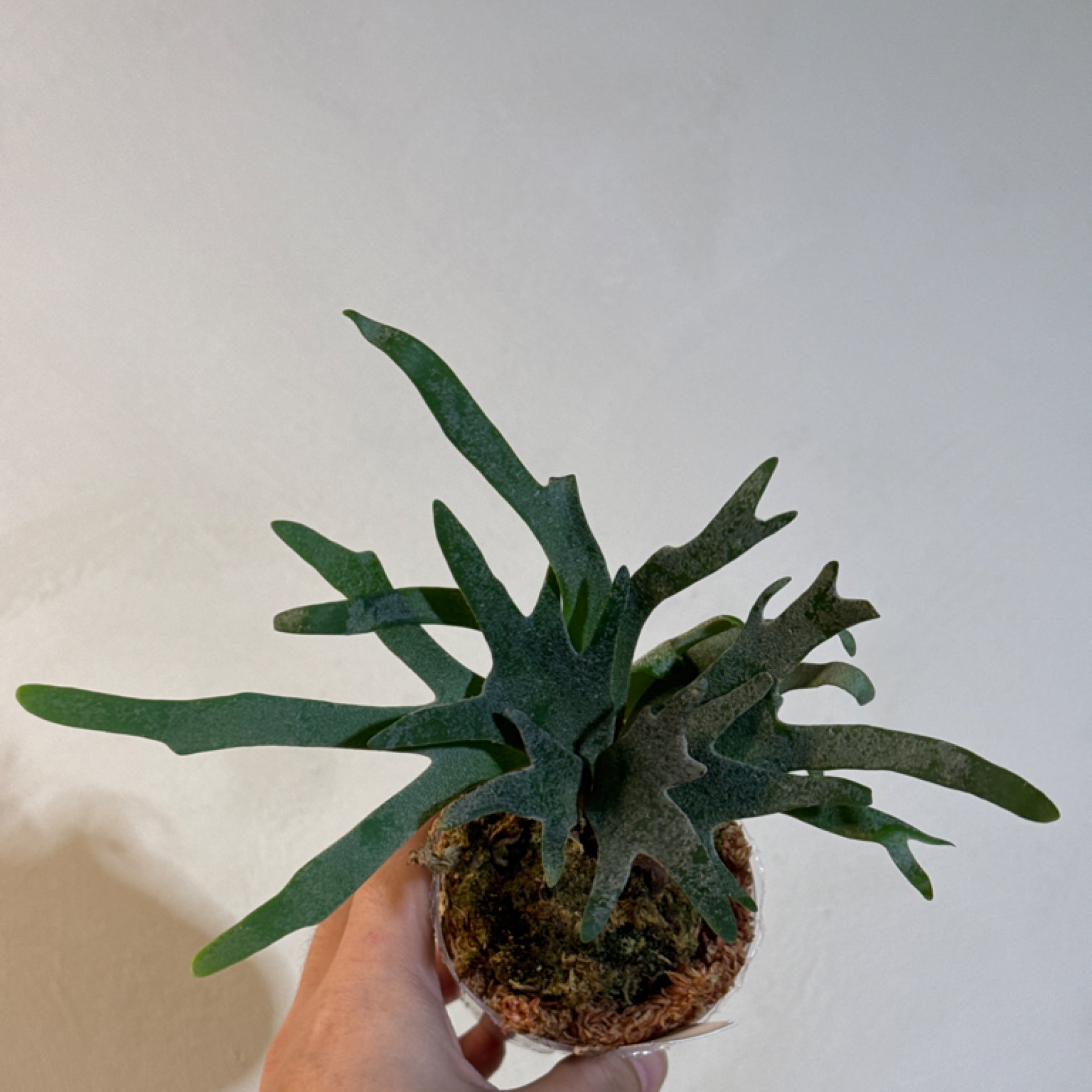 P. Willinckii Dwarf 'Bacteria' | Green Dot Plant